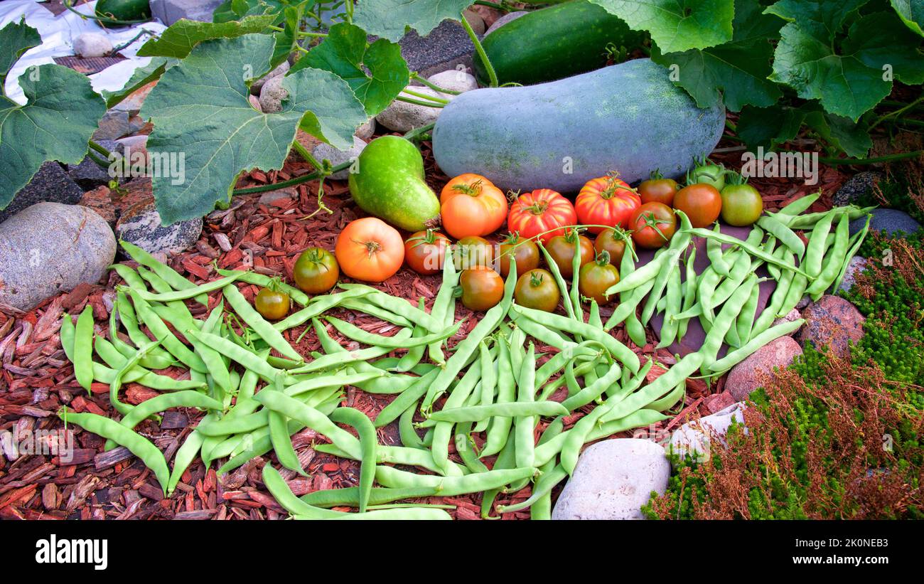 Autumn harvest of produce in the vegetable garden Stock Photo