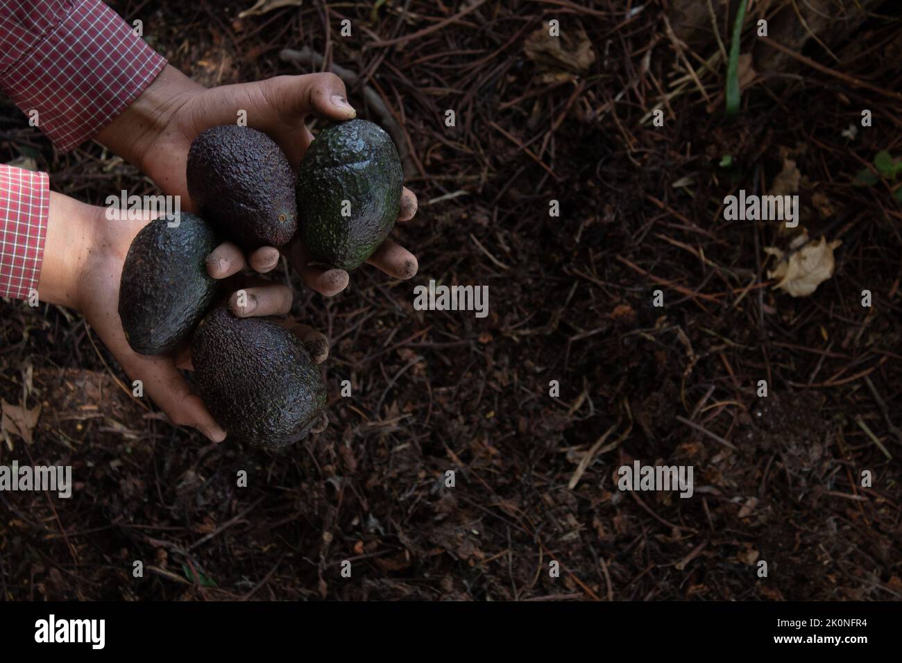 Mexican avocados freshy harvested Stock Photo Alamy