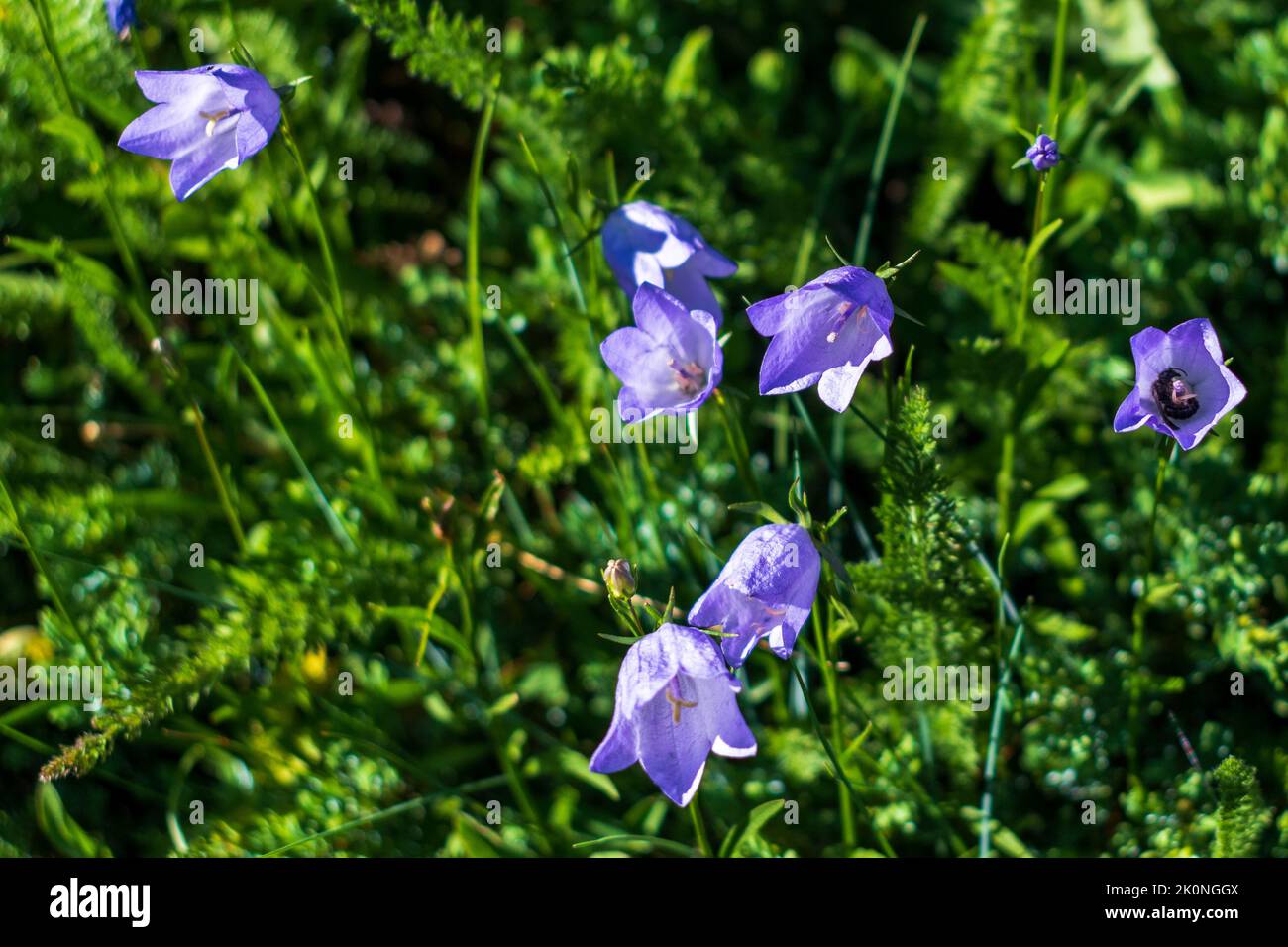 Vivid purple Harebells (Asyneuma) flowers in Washington, USA Stock Photo