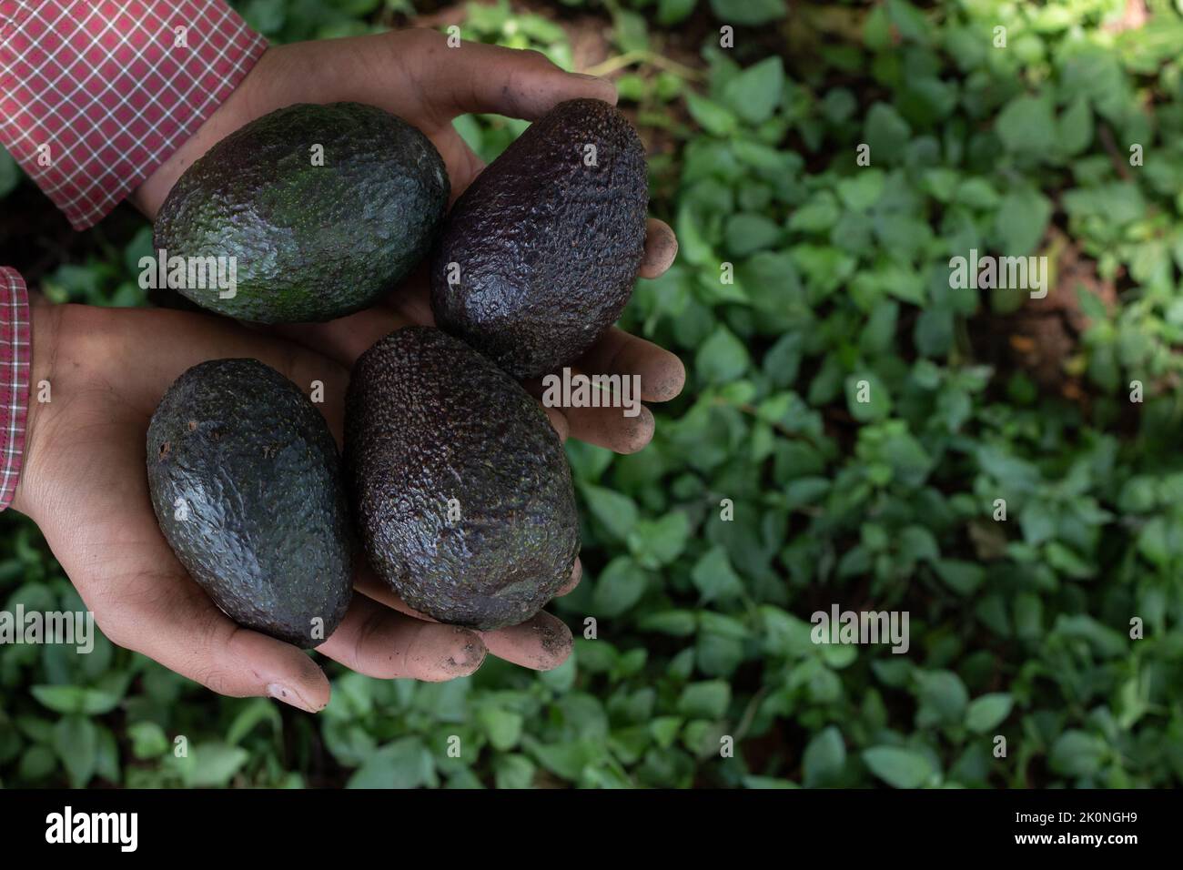 Mexican avocados freshy harvested Stock Photo Alamy