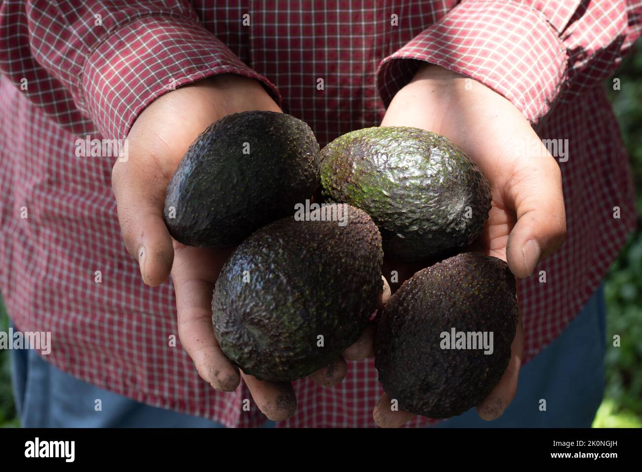 Mexican avocados freshy harvested Stock Photo Alamy