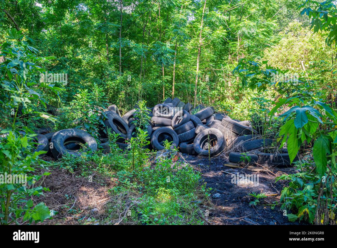 Discarded tires at an illegal dump site in a wooded area of New Orleans Stock Photo