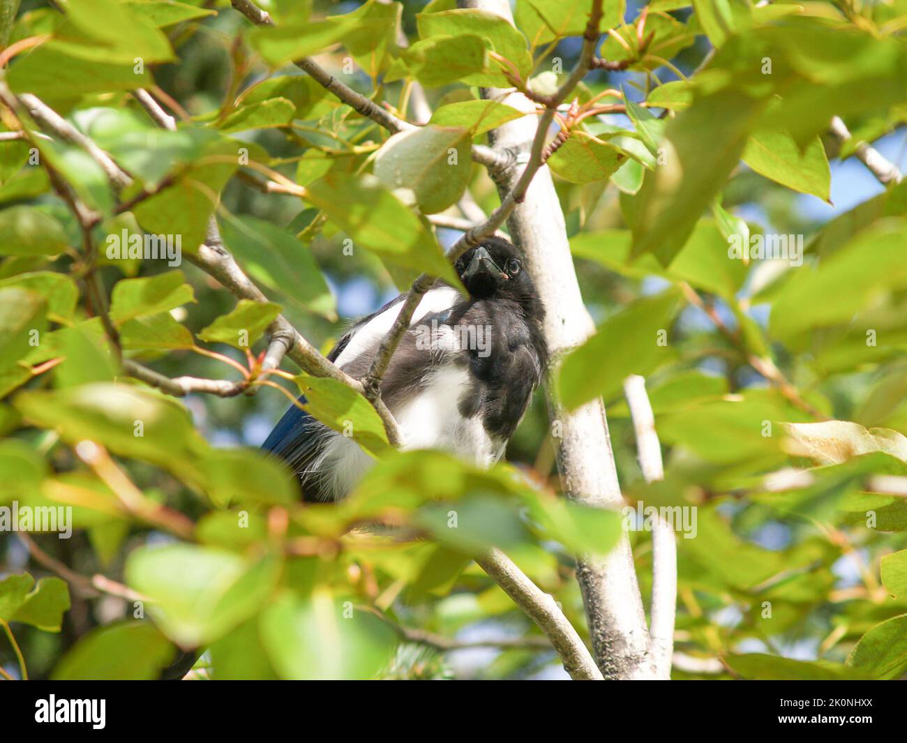 Black and white pied crow in greenery of tree foliage Stock Photo - Alamy