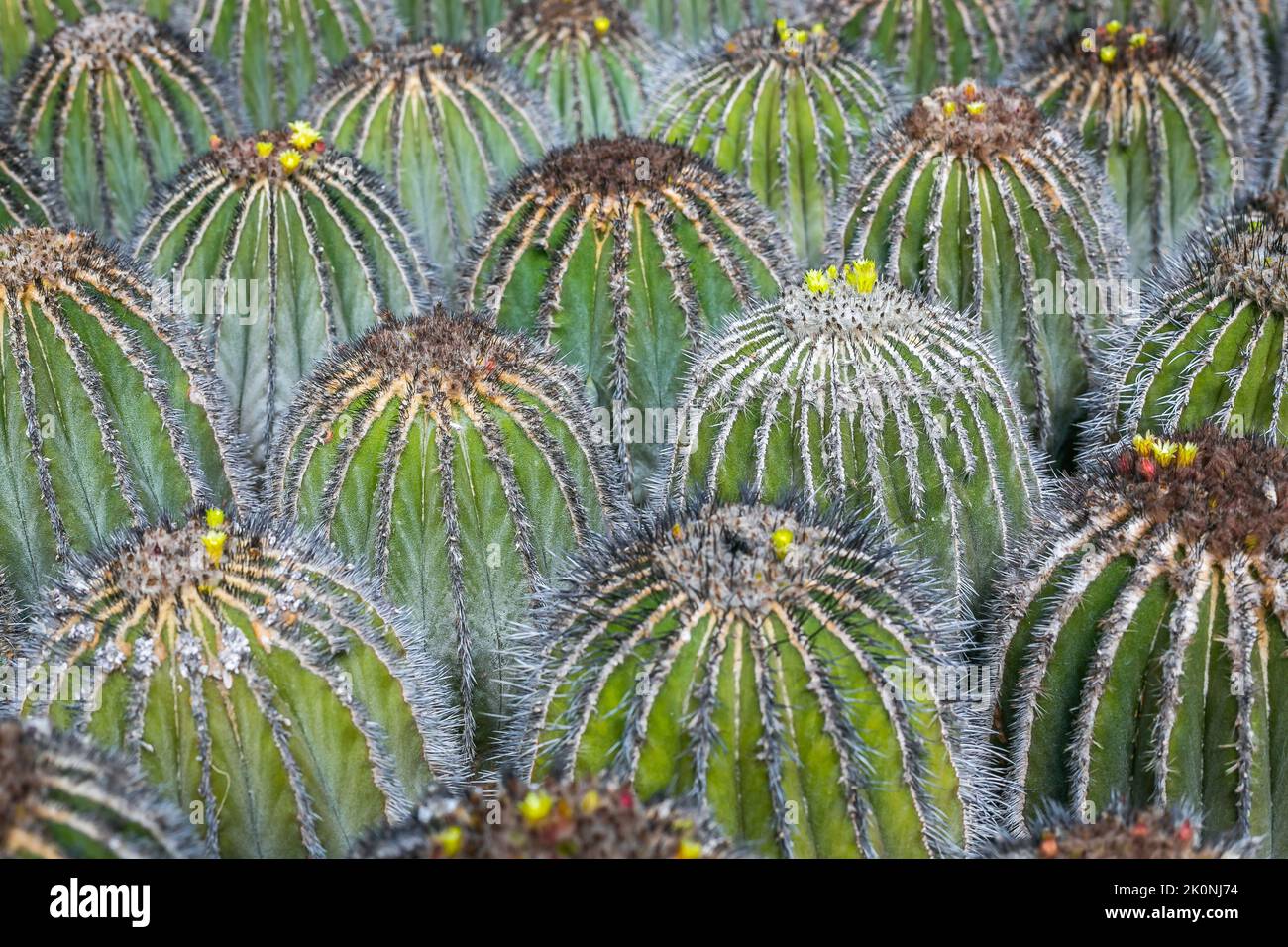 Large group of Cactus plants pattern, natural background Stock Photo