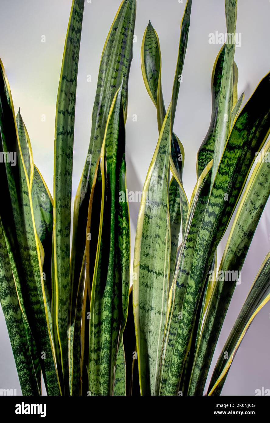 Long green and yellow sword like leaves of a snake plant with a neutral background Stock Photo