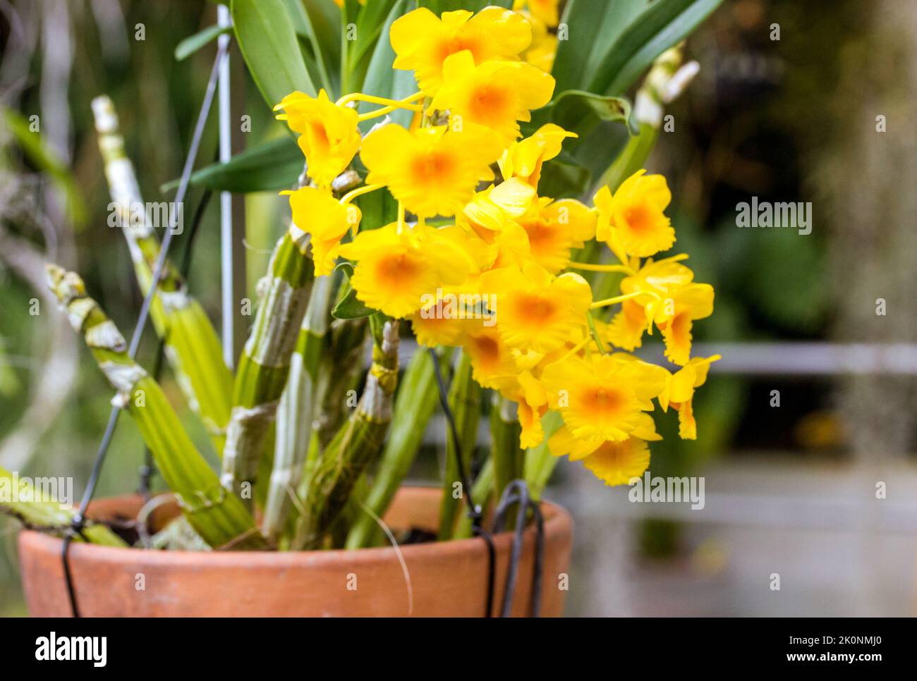 Flowering Dendrobium chrysotoxum - a widely cultivated species of orchid. Beautiful yellow orchids in bloom in ceramic pot. Potted flowers grown in a Stock Photo