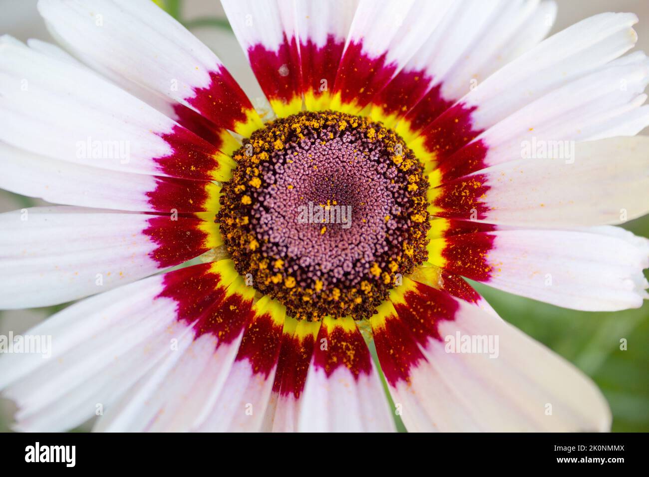 Chrysanthemum carinatum - Painted Daisy - Flower - Close up - Garden nursery - Botanical - Plants – Floristry Stock Photo
