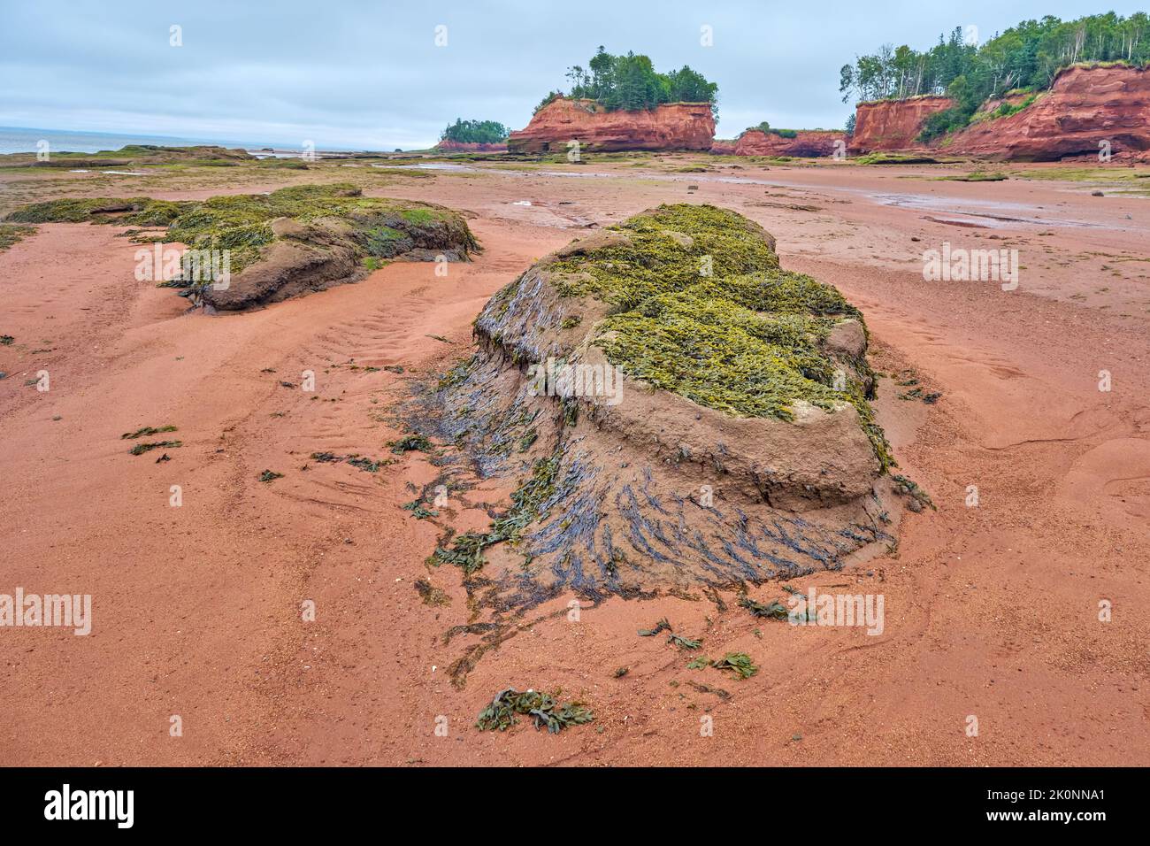 Exposed rock on the floor of the Bay of Fundy in Nova Scotia covered in seaweed at low tide. Stock Photo