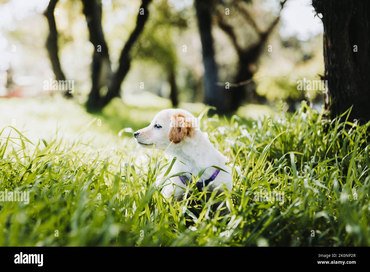 Little cute golden retriever puppy sitting on the grass and seems to be lost in the park. Depression in dogs Stock Photo