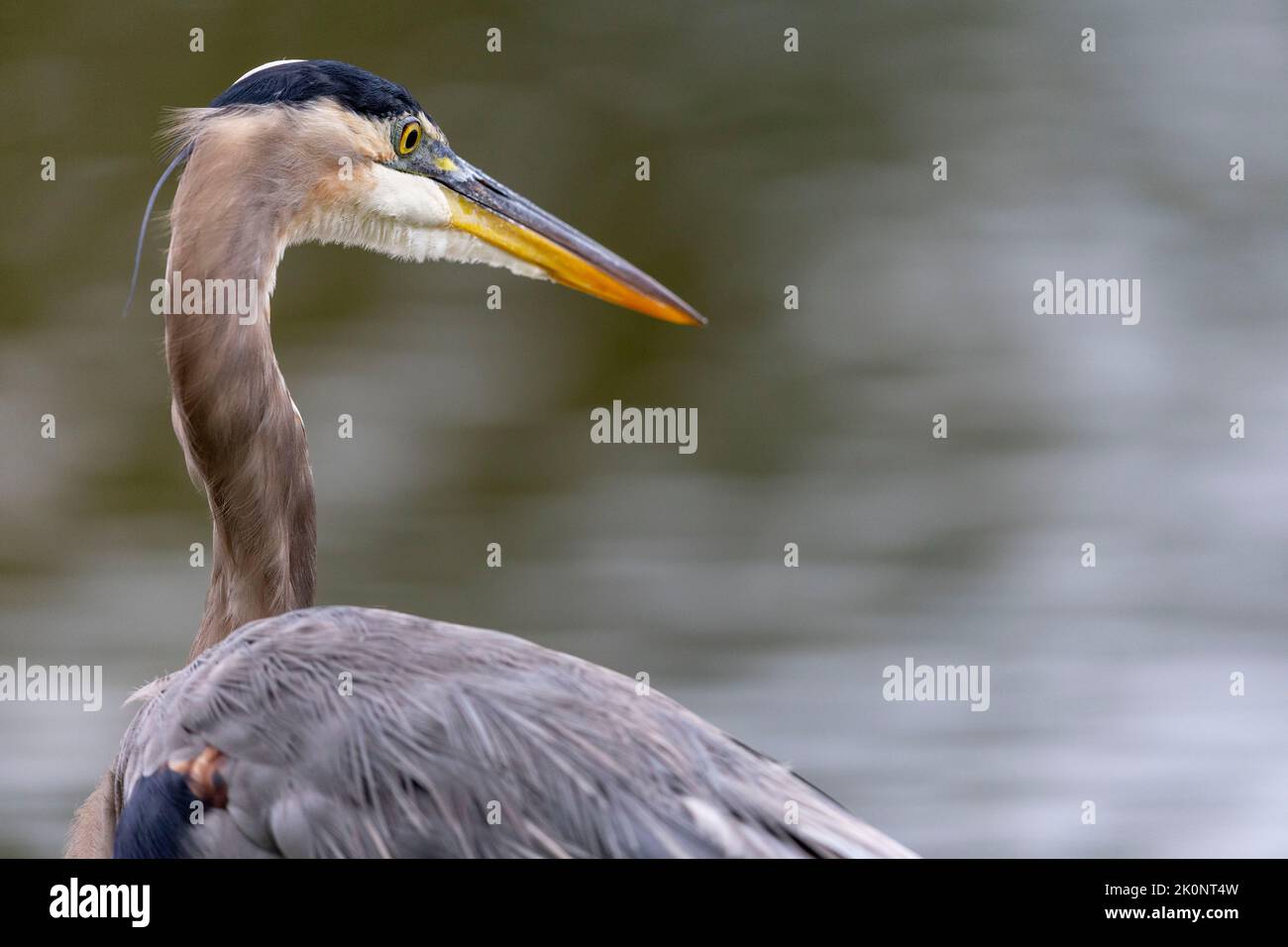 (Ottawa, Canada---11 September 2022) Great Blue Heron on the Rideau ...