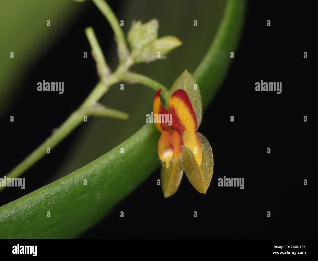 Flower of the miniature orchid Lepanthes disticha Stock Photo
