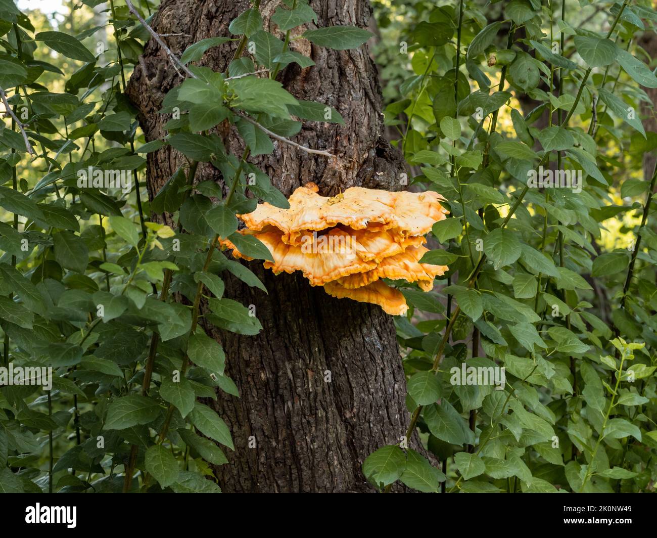 Orange tree fungus on the bark. Mushrooms growing on a tree. Natural condition in a rural area. Close-up of the fungi plants. Parasitic life form. Stock Photo