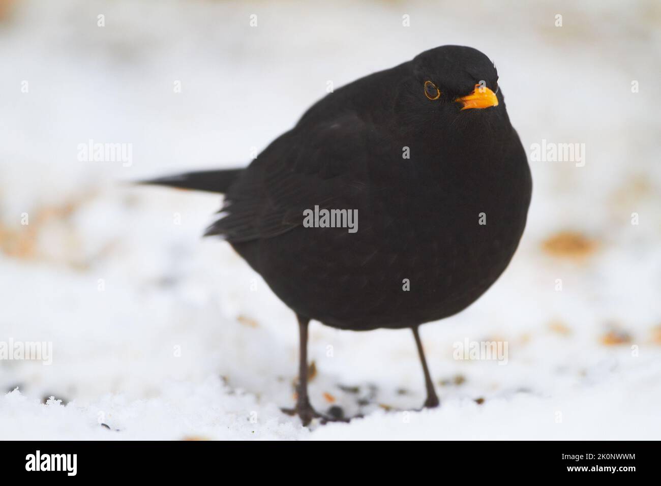 Male Blackbird in the garden. Male Blackbird in wintertime in the garden. Stock Photo