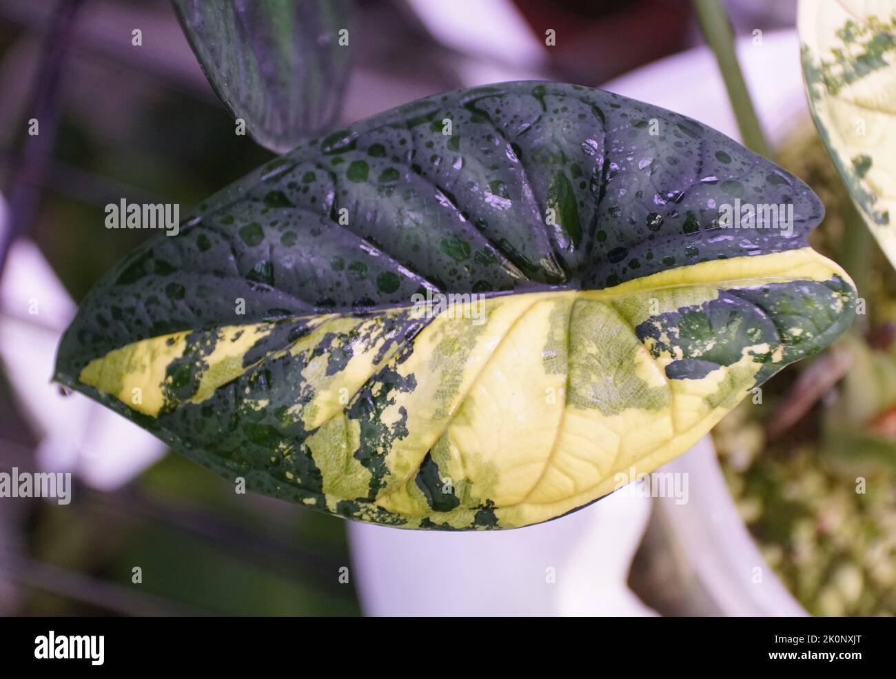 Stunning yellow and dark green marbled leaf of Alocasia Dragon Scale variegated plant Stock Photo