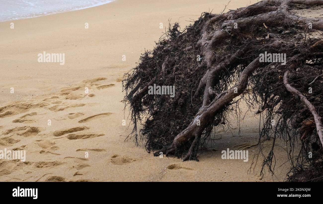 Tree roots exposed at the coastline, the coastline is affected by sea