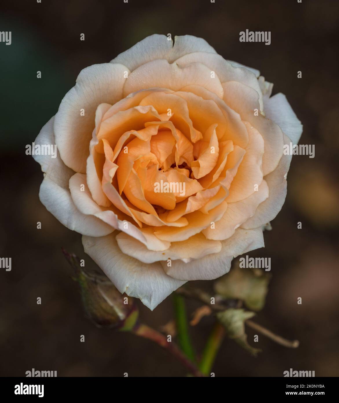 'Poulpal086, Ming' Floribunda Rose, Floribundaros (Rosa) Stock Photo