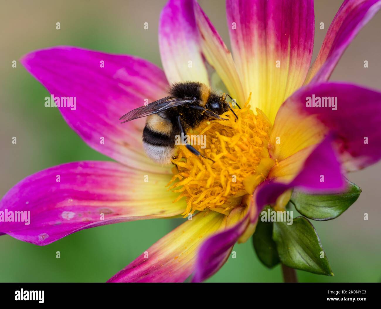 Buff-tailed bumblebee, Mörk jordhumla (Bombus terrestris) Stock Photo