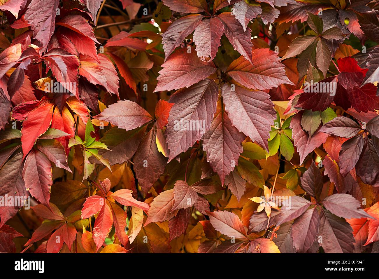Colourful fall leaves growing on a wall. Leaves In Autumn Stock Photo
