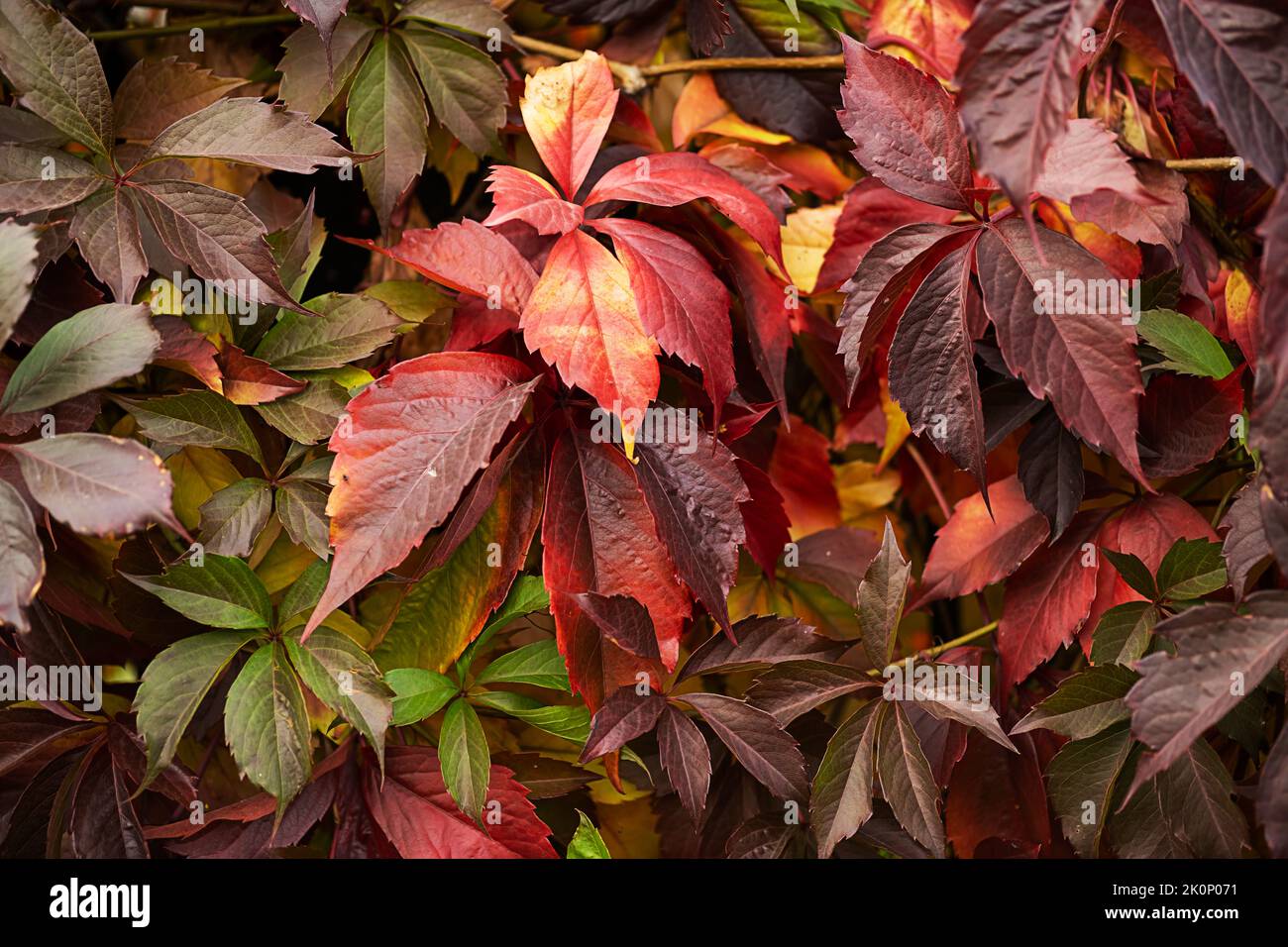 Colourful fall leaves growing on a wall. Leaves In Autumn Stock Photo