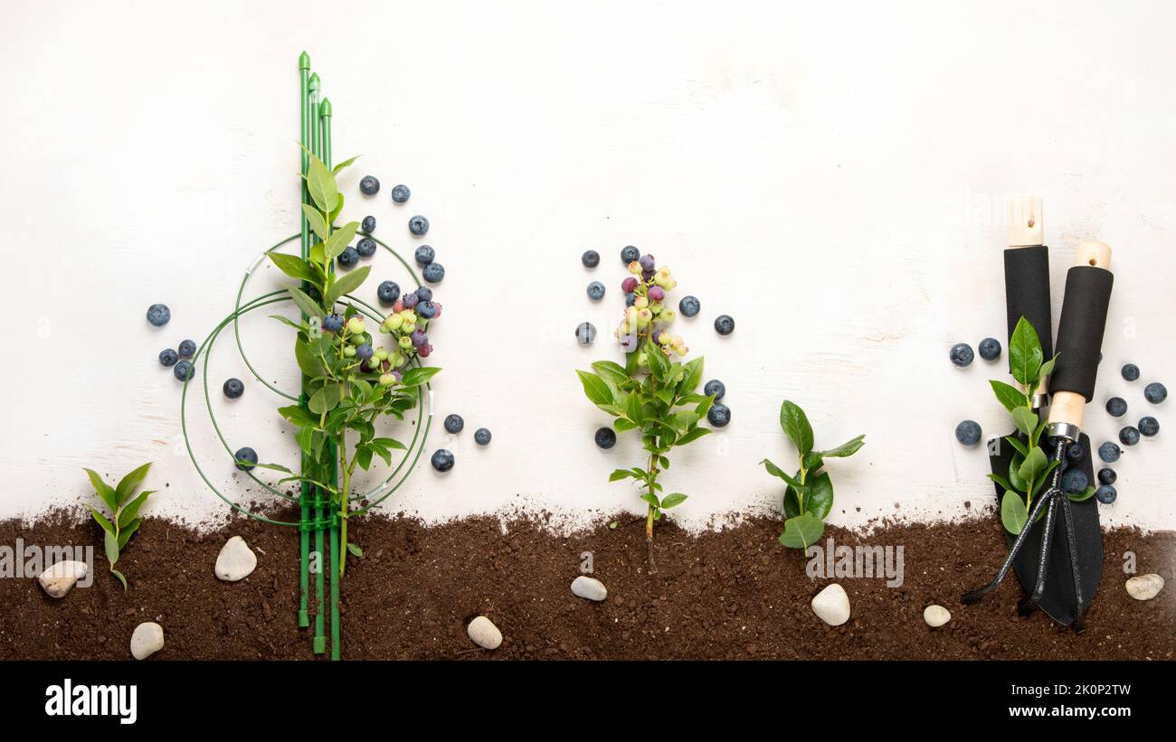 Gardening composition with fresh blueberry on neutral background. Organic berries and garden tools. Top view, copy space Stock Photo