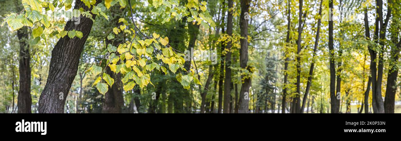 panoramic scenery of city park at early autumn. trees with multicolored leaves. Stock Photo