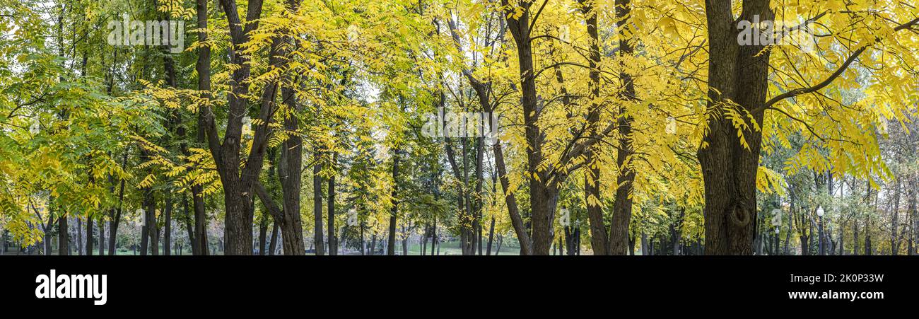 beautiful yellow trees in autumn park. wide panoramic view. Stock Photo