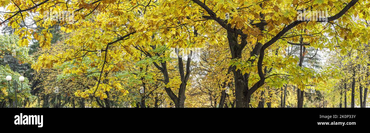 old maple tree with bright orange foliage. panoramic autumn park scenery. Stock Photo