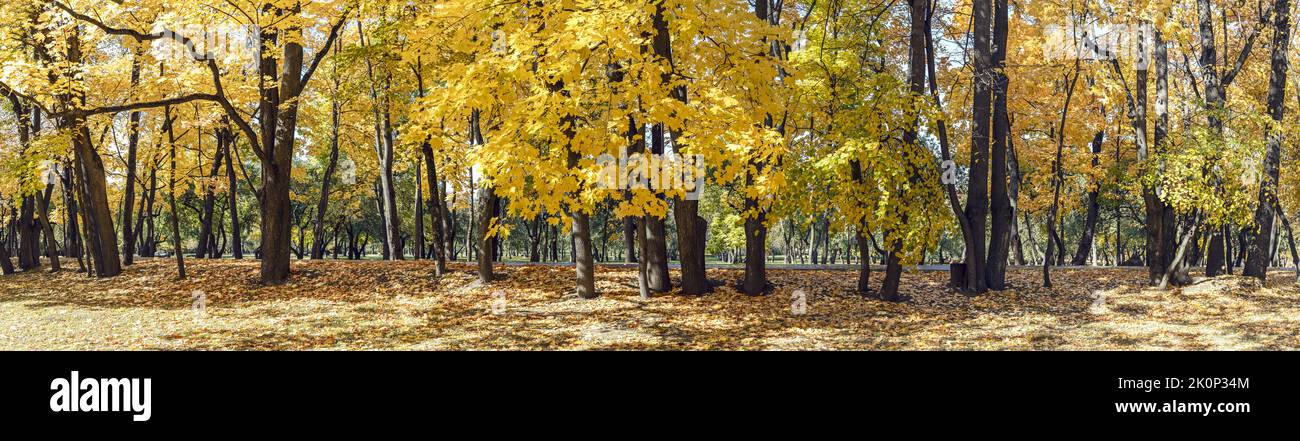 autumn panoramic landscape. colorful yellow trees in the park in sunlight. Stock Photo