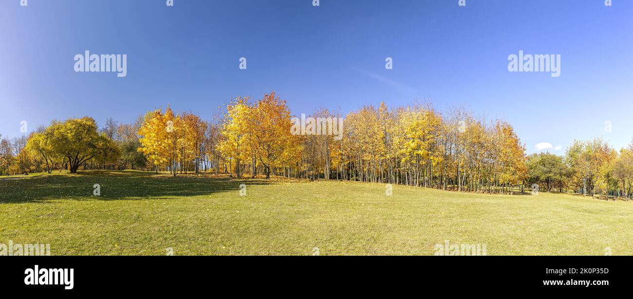picturesque autumn landscape with yellow trees and green lawn in sunny day. panorama. Stock Photo