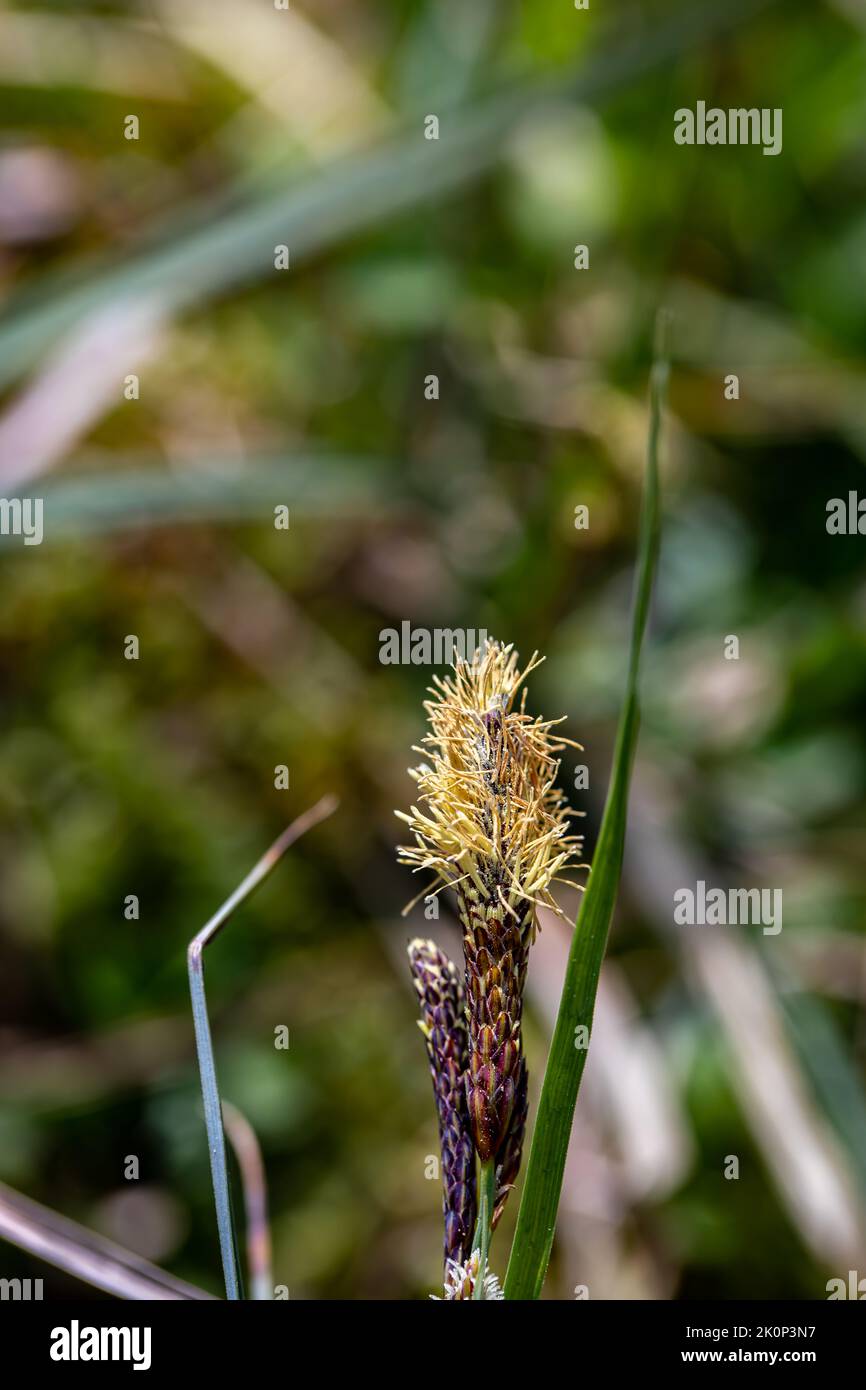 Carex caryophyllea flower growing in meadow, close up Stock Photo