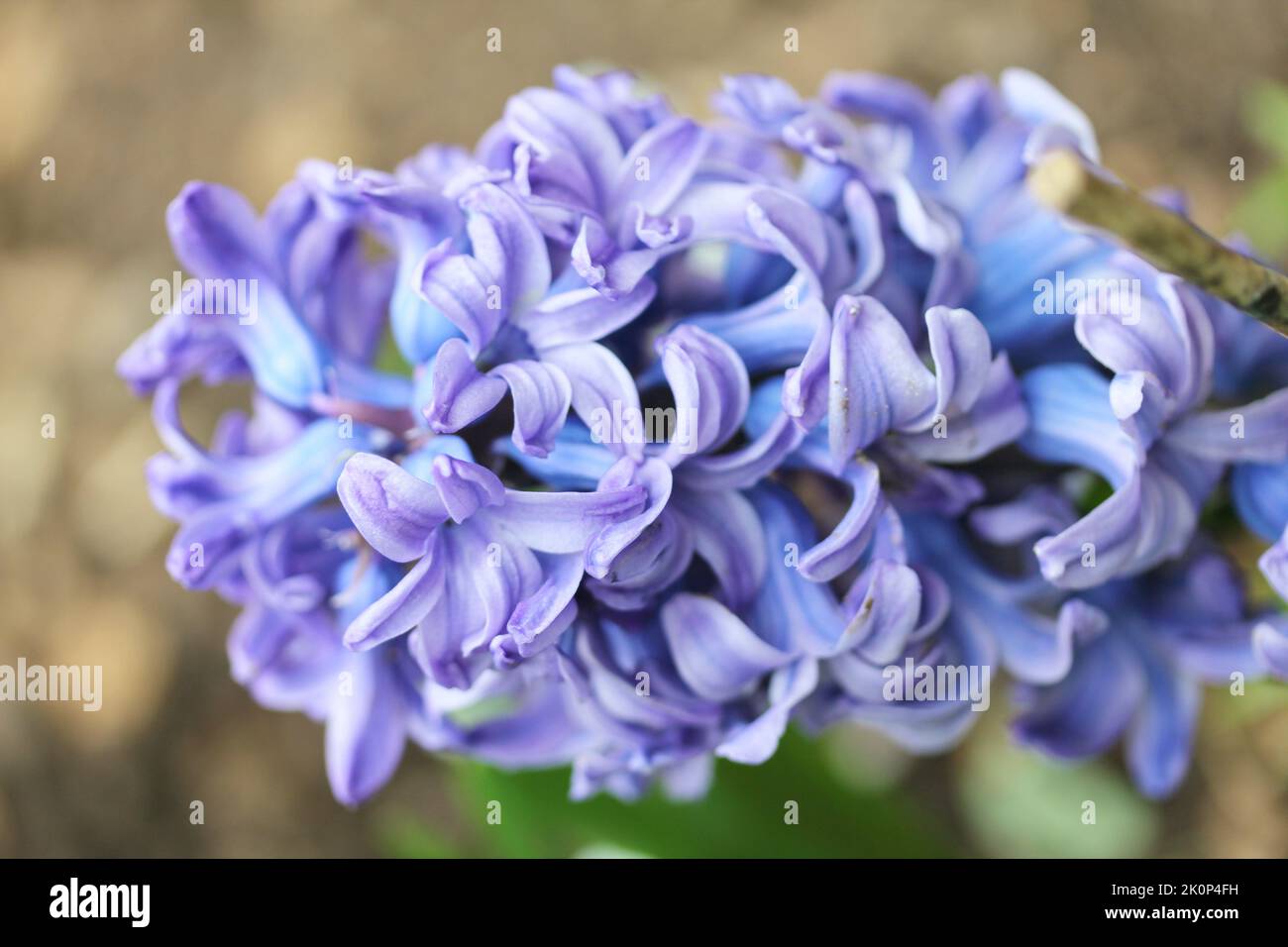 The hyacinths (Hyacinthus) form a plant kind from the family of asparagaceae Stock Photo