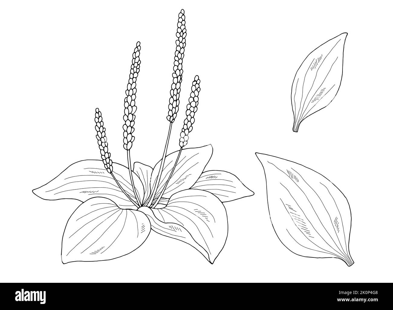 Common plantain drawing