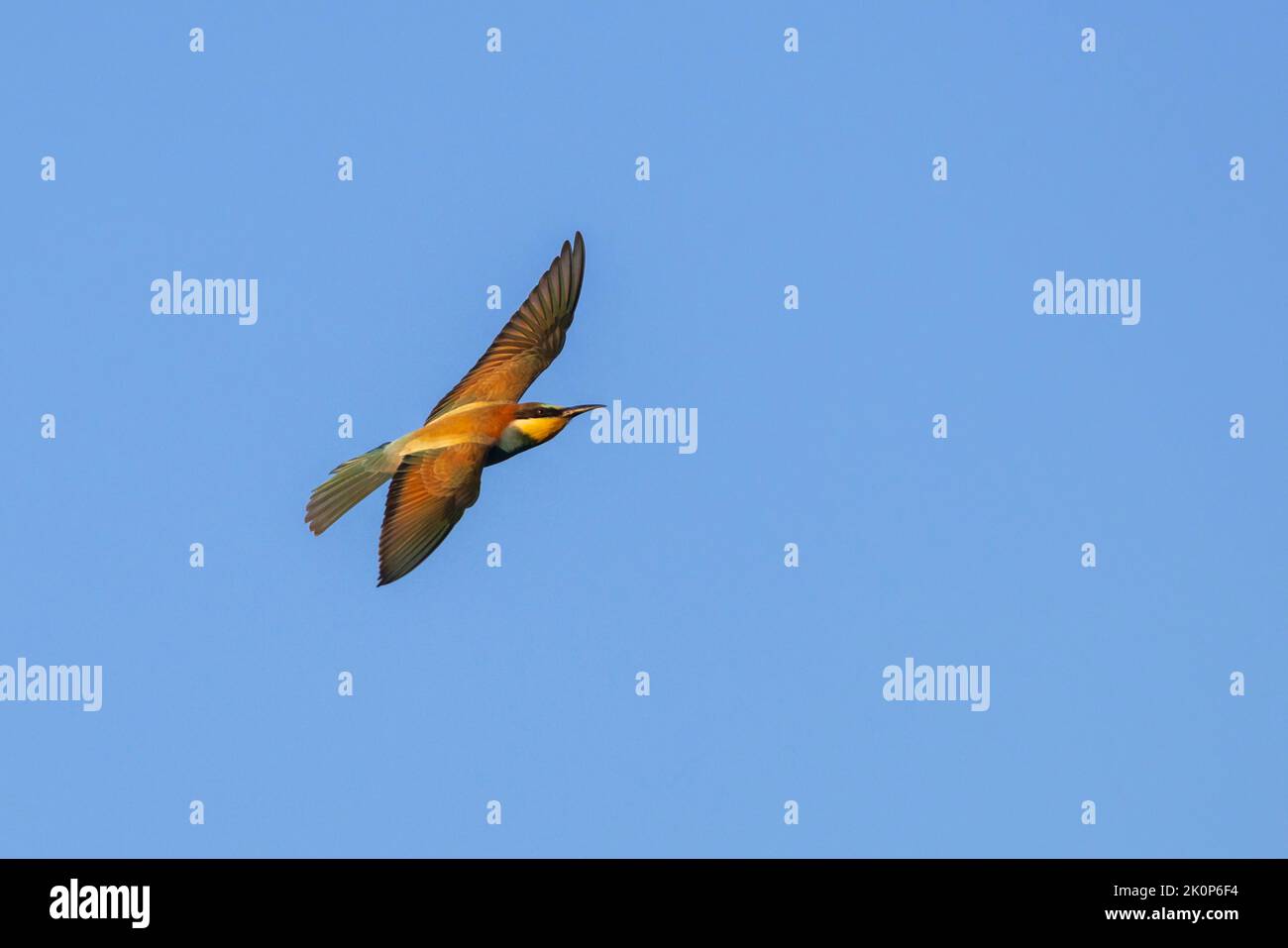 A colourful Bee-Eater in flight Stock Photo