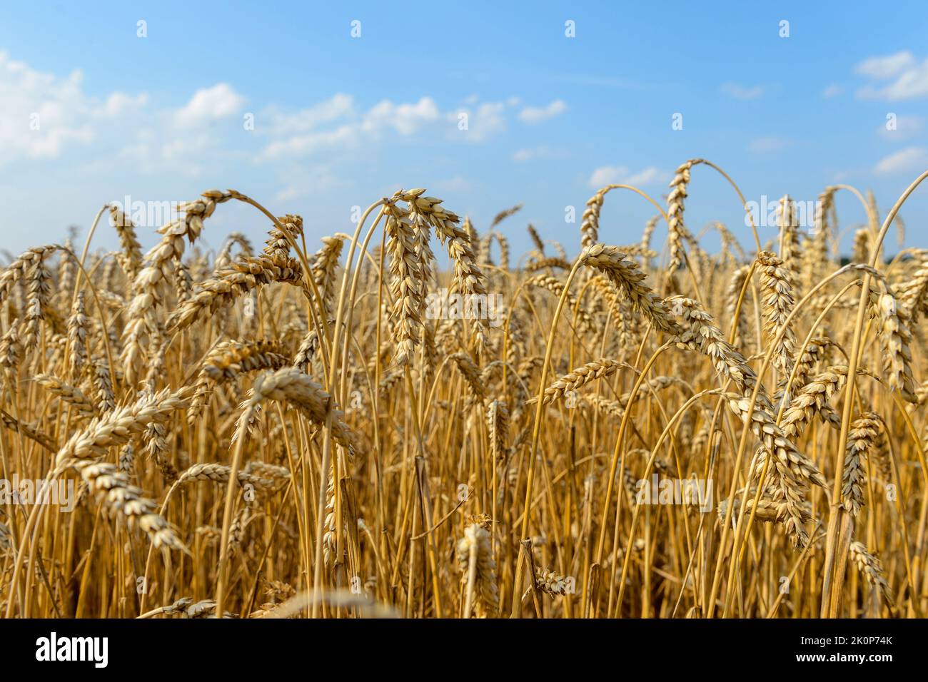 Gold ears of wheat against the blue sky and clouds soft focus, closeup ...