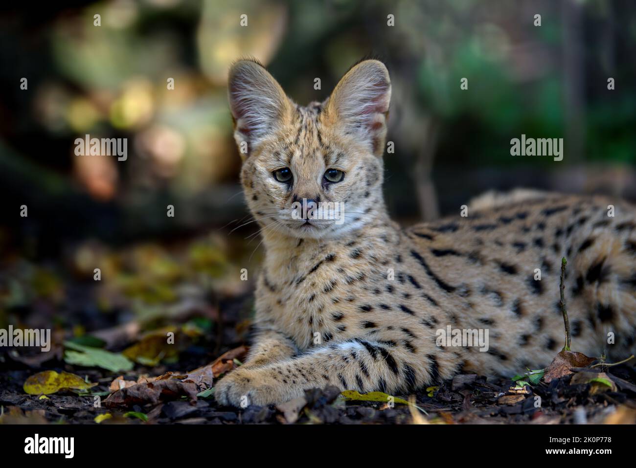 Close young serval cat (Felis serval). Wildlife scene from nature. Wild
