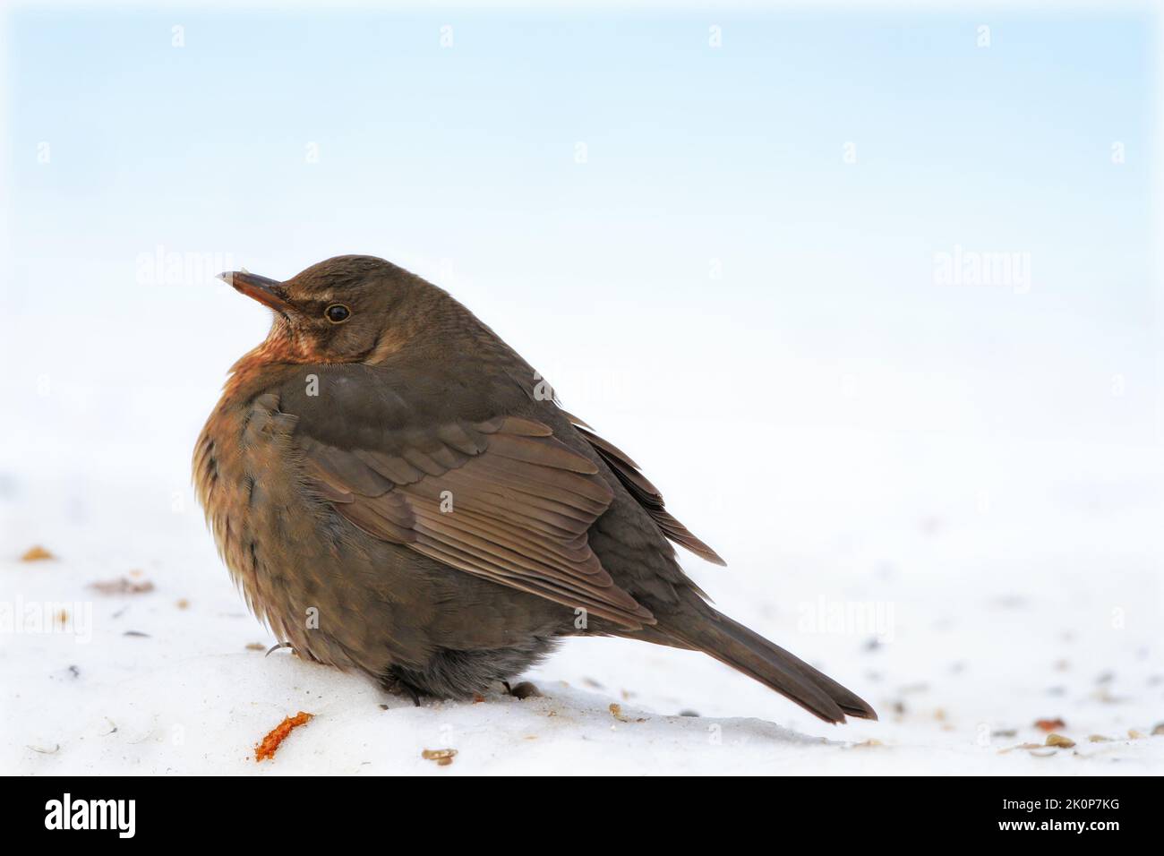 It is really cold - blackbird in snow. Blackbird eating apples in wintertime in the garden. Stock Photo