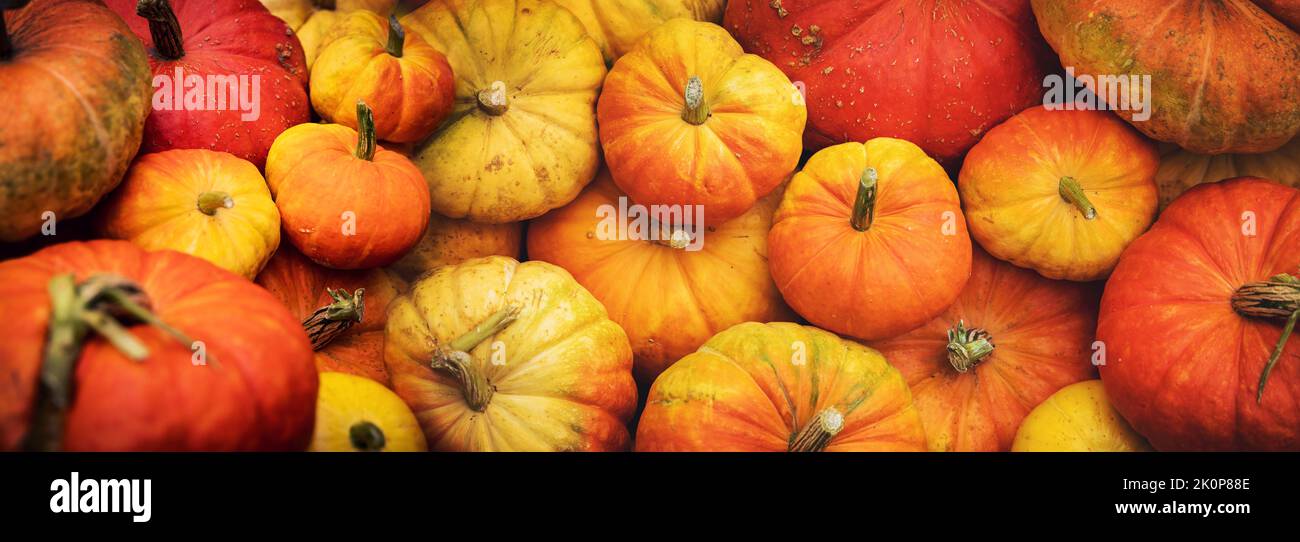 harvested orange pumpkins in a pile. banner background Stock Photo