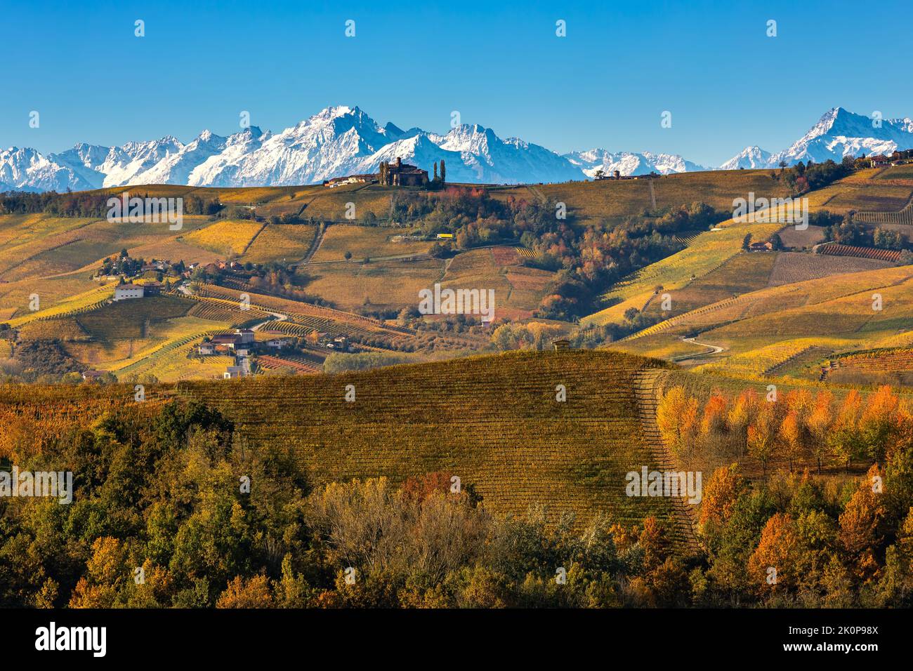 View of colorful autumnal vineyards on the hills as snowy mountain ridge on background in Piedmont, Northern Italy. Stock Photo