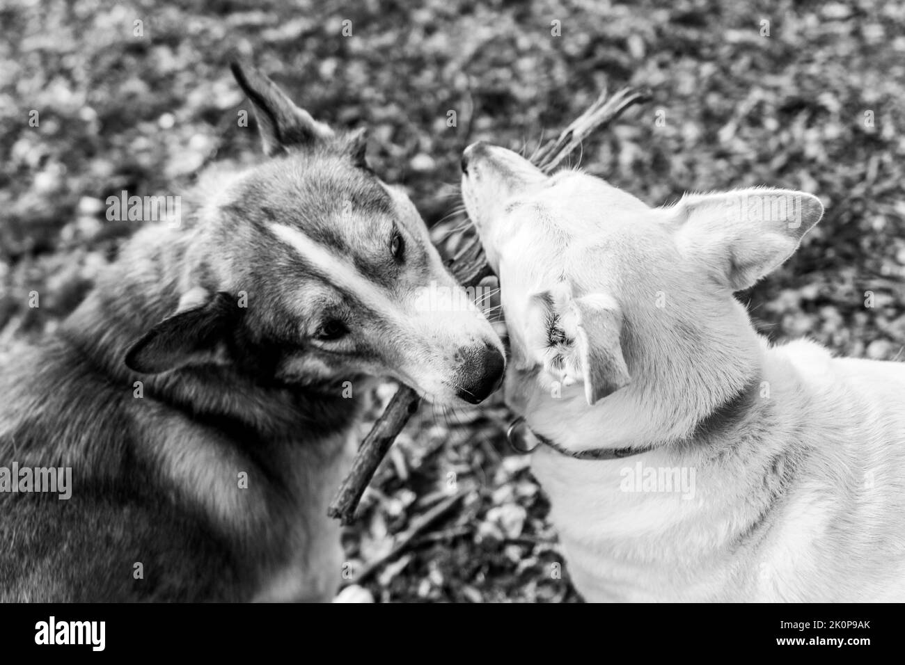 A Day In The Park Dog Play - Dark Gray