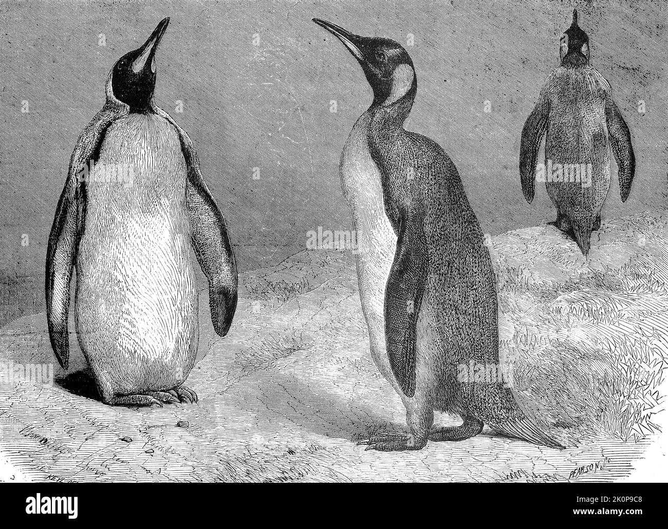 Konigspinguine Black and White Stock Photos & Images - Alamy