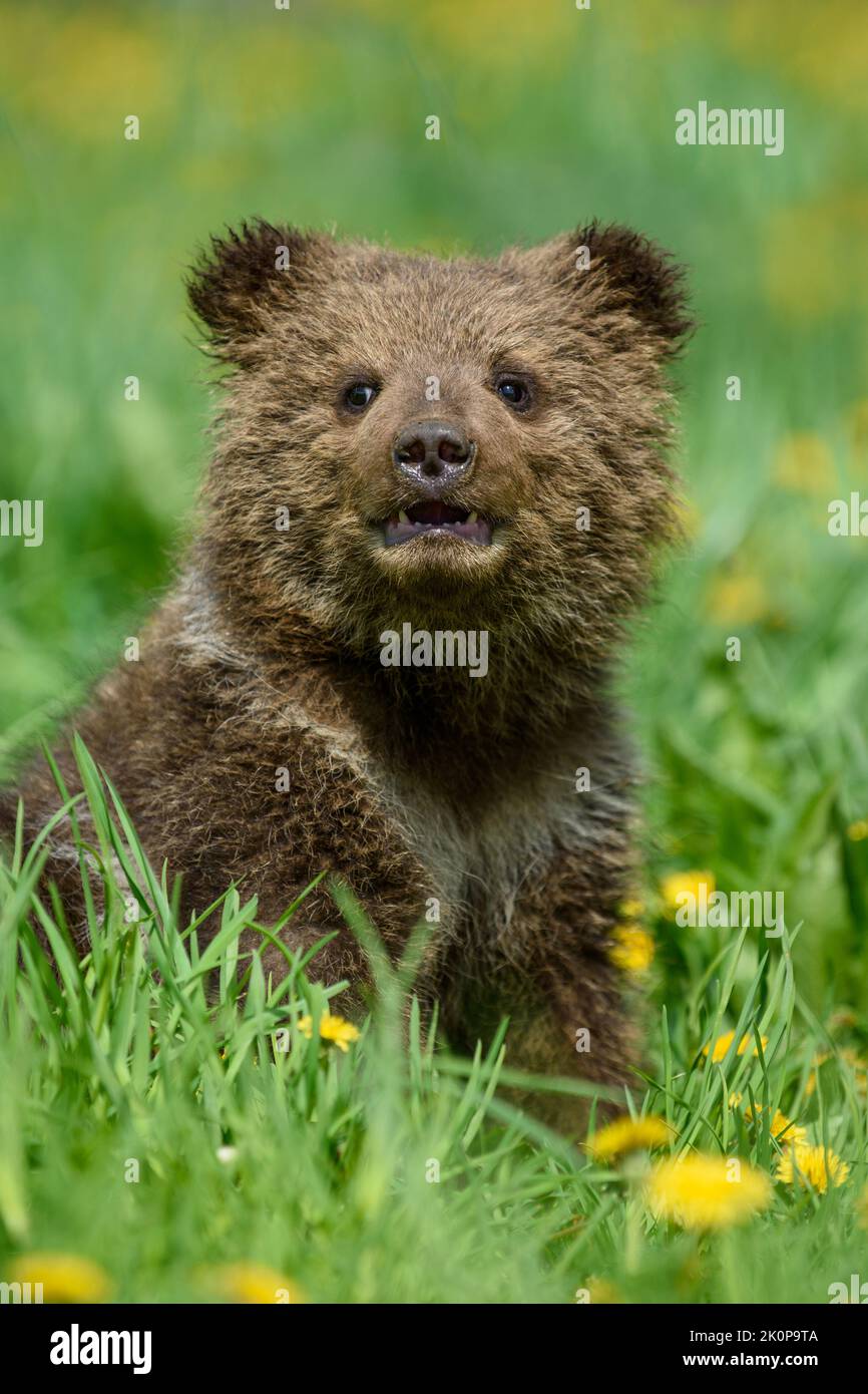 Close young brown bear cub in the meadow with yellow flowers. Wild ...