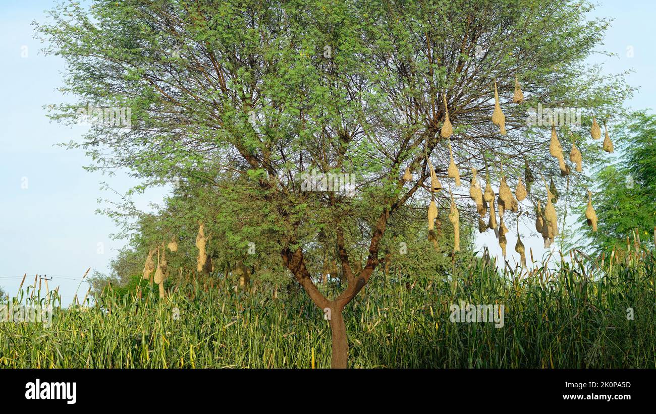 A soft focus of a baya weaver bird perched on a pendant nest in a millet field. Stock Photo