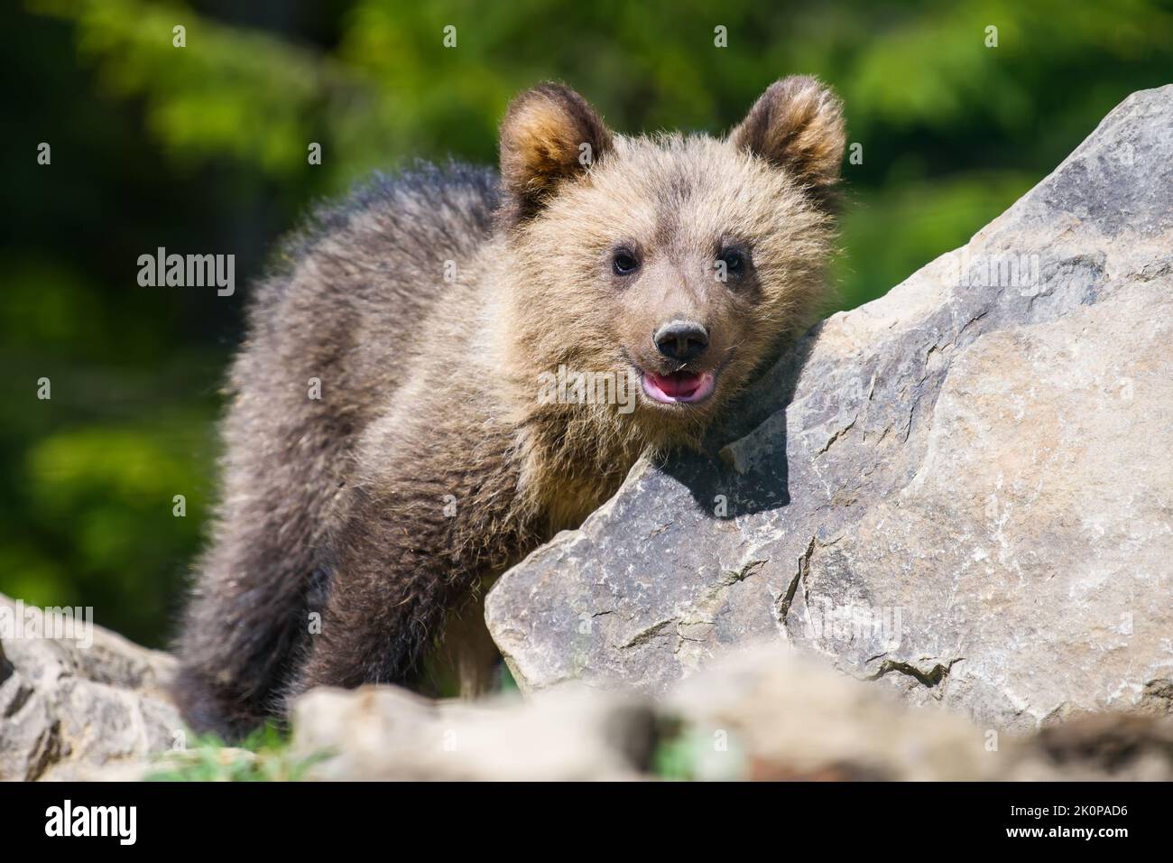 Close young brown bear cub in the forest. Wild animal in the nature ...