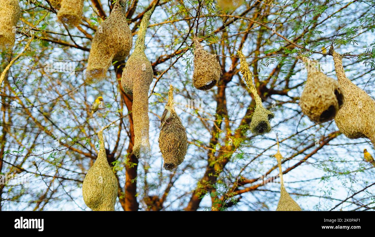Sunny day, Hanging birds many nest in a acacia tree branch. Landscape