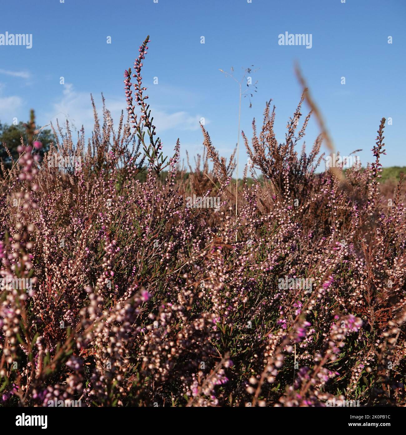 A beautiful pink blooming heather environment. It's dry this summer, so the heath is brownish-pink colored. Stock Photo