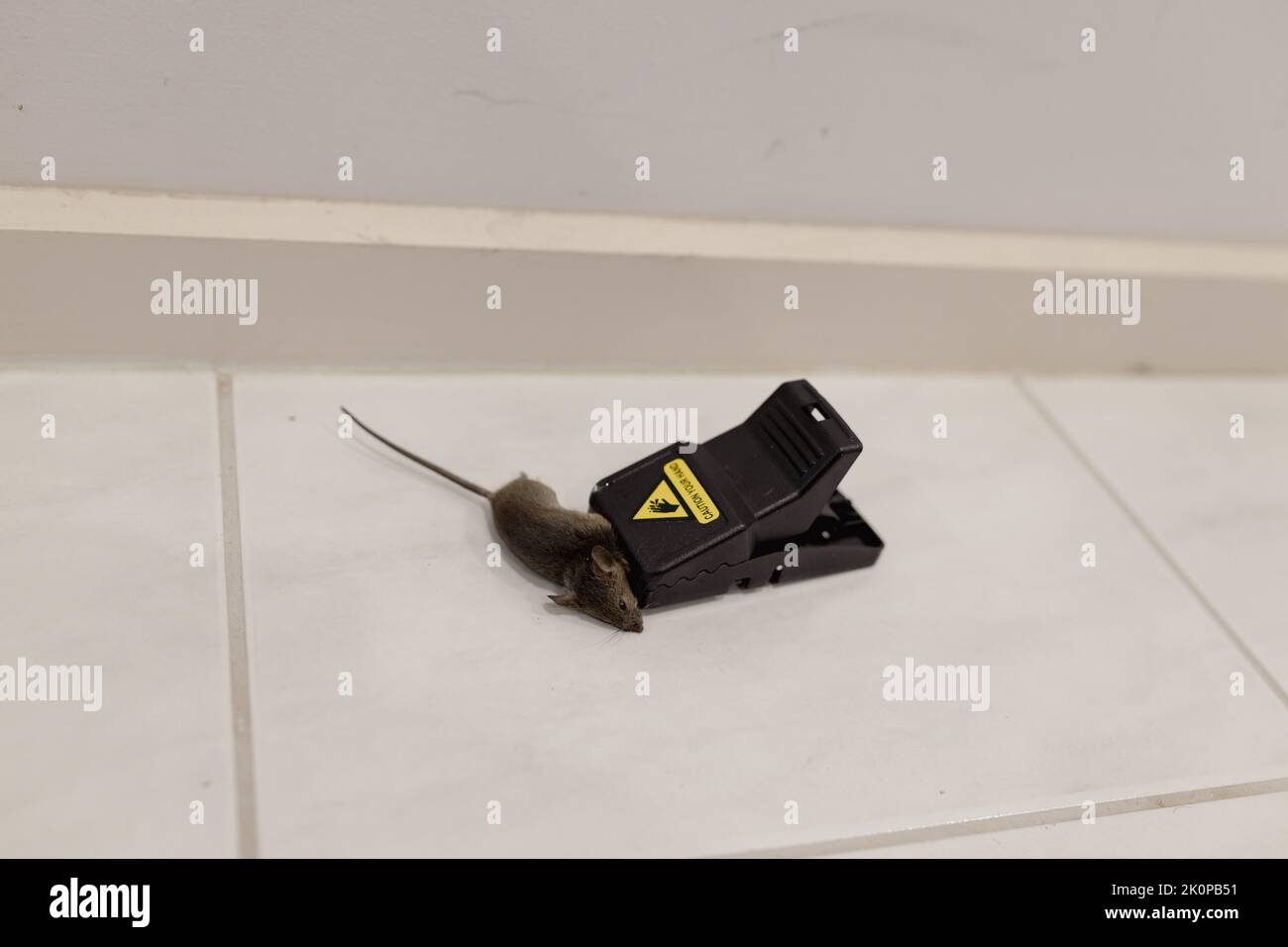 shallow depth of field focus on a dead mouse trapped in a mouse trap on