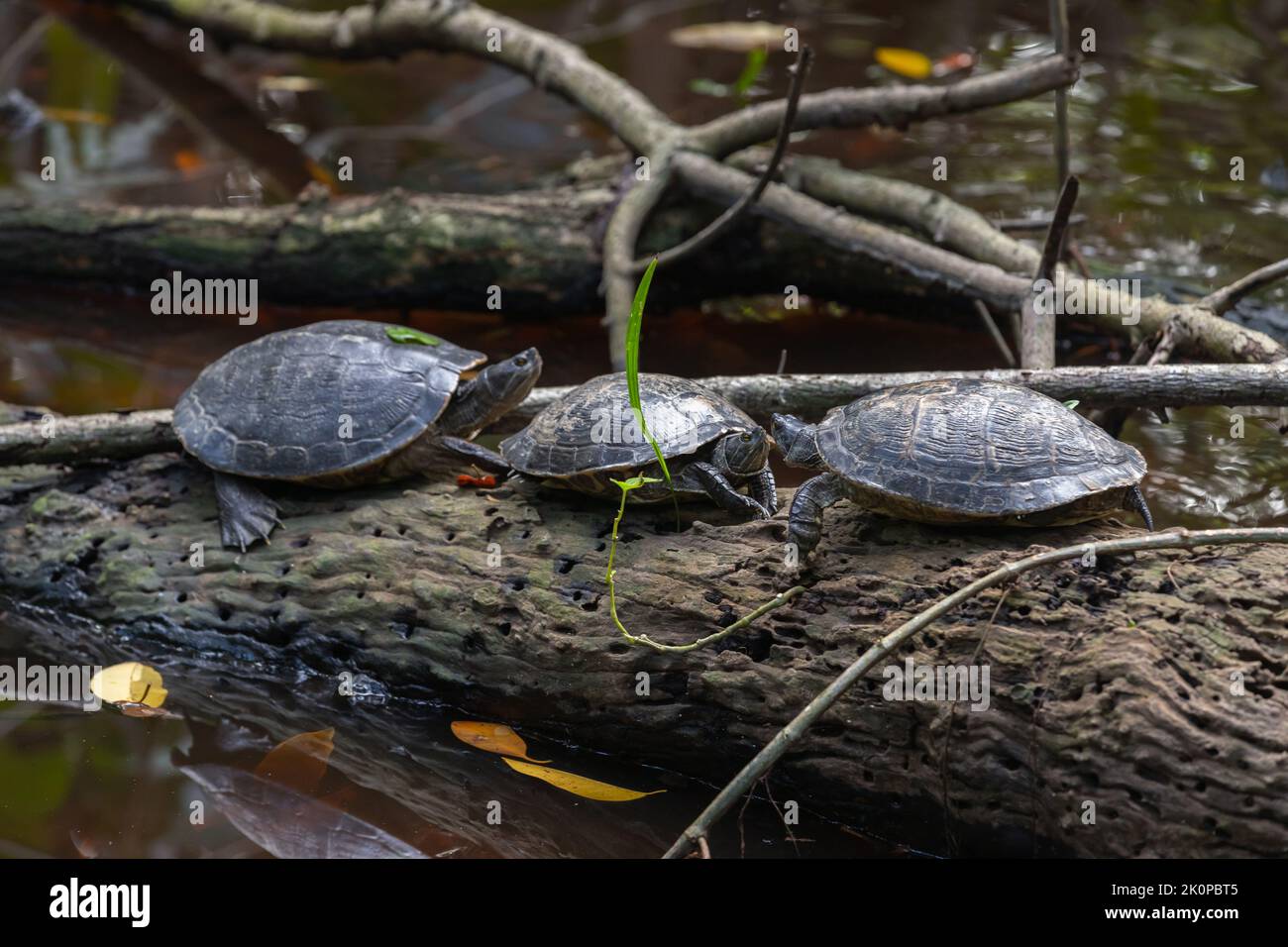 Wild turtles sitting on a tree trunk in a lake Stock Photo
