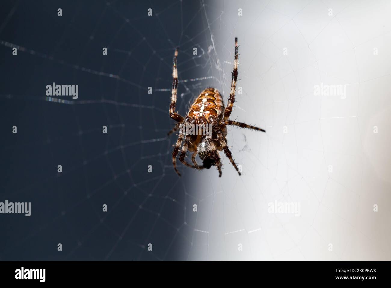 European garden spider sitting on a web. Macro photo of Araneus ...