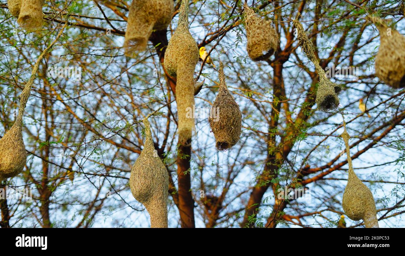 Sunny day, Hanging birds many nest in a acacia tree branch. Landscape view of group of baya weaver bird nests hanging on the acacia tree. Stock Photo