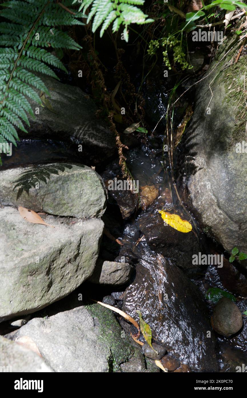 A creek in the rough terrain of the Dandenong Ranges National Park is nothing to get excited about, but a golden leaf floating down it caught my eye. Stock Photo